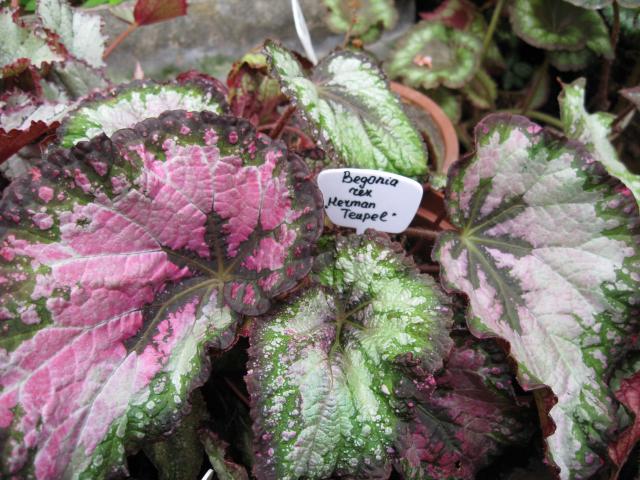B. ‘Hermann Teupel’